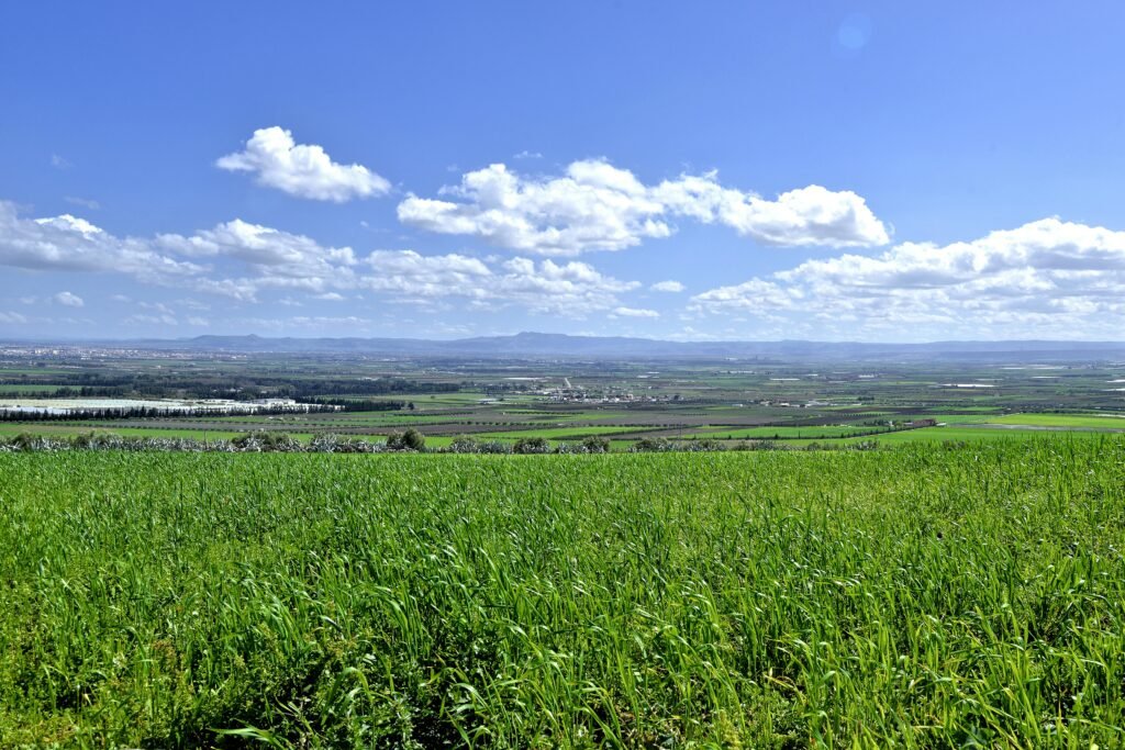HOW NOT TO LOSE YOUR LAND: A BEGINNER'S GUIDE TO AVOIDING SCAMS WHEN BUYING LAND IN NIGERIA
